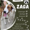 Zaga sucht ein liebevolles Zuhause