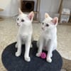 Nala und Blue suchen in Wohnungshaltung