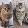 Aliki und Daisy aus dem Tierschutz