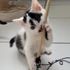 ***ANTON, PÜNKTCHEN und FRIDA!***