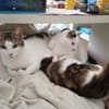 HILDA & BENNI  VERSPIELTES KATZENDUO