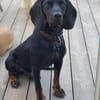 Guillermo - Bracken Mix sucht Familie