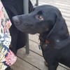 Guillermo - Bracken Mix sucht Familie