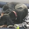 Guillermo - Bracken Mix sucht Familie