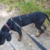 Guillermo - Bracken Mix sucht Familie