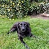 Elli  Traumhund für Herzmenschen