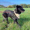 Elli  Traumhund für Herzmenschen