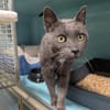 ZINC A17219