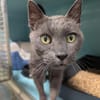 ZINC A17219
