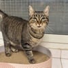 LOLA A17231