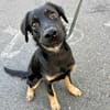 LORIENT, le petit bout en train au cœur tendre ! 🐾