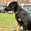 LORIENT, le petit bout en train au cœur tendre ! 🐾