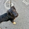 LORIENT, le petit bout en train au cœur tendre ! 🐾