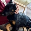 LORIENT, le petit bout en train au cœur tendre ! 🐾