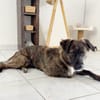 KIRA, Femelle junior Berger Créole