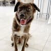 KIRA, Femelle junior Berger Créole