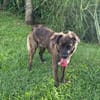 KIRA, Femelle junior Berger Créole