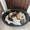 KIRA, Femelle junior Berger Créole