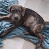 DAIKIRI, chiot femelle croisée