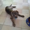 DAIKIRI, chiot femelle croisée