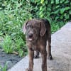 DAIKIRI, chiot femelle croisée