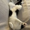 Poupette