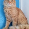 FOZZIE