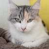 CYBELLE