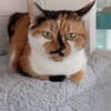 NOUCHKA