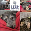 LEAR * unkomplizierter Hundejunge