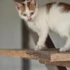 Kater Carlo sucht seine Familie
