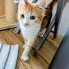 Olivia  ein zuckersüßes Katzenmädchen
