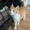 Olivia  ein zuckersüßes Katzenmädchen