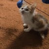 Kämpferin Amelie 🌸sucht ihre Familie