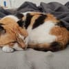 Trudi sucht mit Freigang