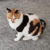 Trudi sucht mit Freigang