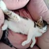 Fenja