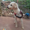 Fénix auf Pflegestelle in Langenbrand