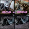 ALOYA et ATHENA - Double adoption A réserver