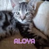 ALOYA et ATHENA - Double adoption A réserver