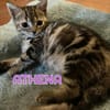 ALOYA et ATHENA - Double adoption A réserver