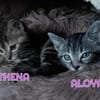 ALOYA et ATHENA - Double adoption A réserver