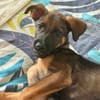 Brownie, femelle croisée berger, née le 01/08/2025 🐶