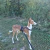 Pancho  unser Podenco Laubube