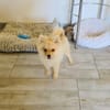 Balou ein toller kleiner Spitz