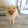Balou ein toller kleiner Spitz