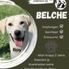 🐾 Belche sucht sein Zuhause ♥