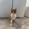 Handicap Kater Nemo aus dem Tierschutz
