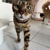 Leopold - wunderschöner Bengalkater