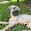 CHAPLIN,  Croisé Griffon Créole junior